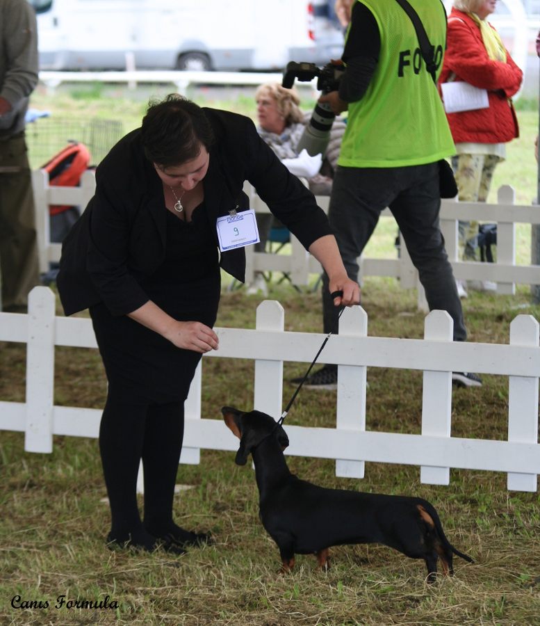 ermengarda dachshund standard